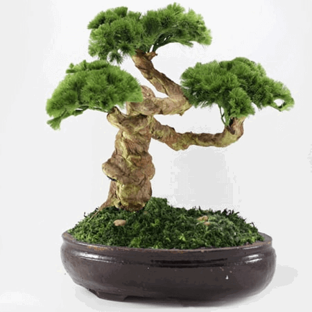 Cây cảnh bonsai cho bố