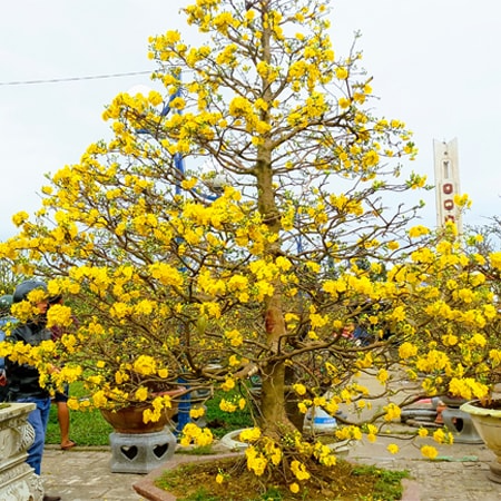 Cách chăm sóc cây mai chưng trong nhà