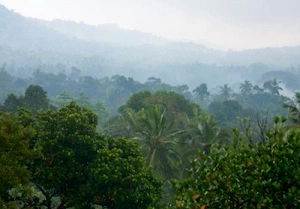 Misty jungle