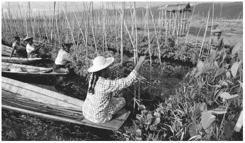 Floating gardens on Lake Inle. Most Burmese live along the Irrawaddy River, which has one thousand miles of navigable length.