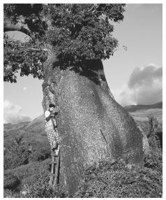 A man taps water from a baobab tree, which acts as a natural water reservoir, Grand Comore Island. 