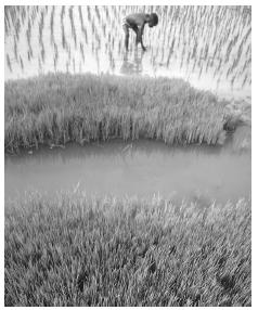 Rice planting in the Kohrogo region. Rice is a staple food in the diet of most Ivoirians.