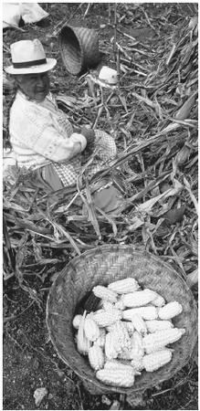 A woman harvesting corn near Cuenca. Probably 50 percent or more Ecuadorans produce their own food.