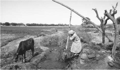 A man collecting water from the Dakhla Oasis. Payment for water use is indirect, with fees generated as a land tax by larger farmers.