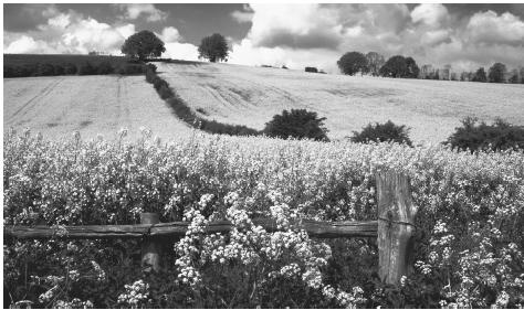 Blossoming croplands in Kent.