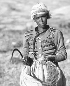 An Eritrean woman harvesting Teff in Geshinashim. The Eritrean economy is totally dependent on agriculture.