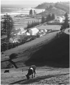 Farms on coastal hills, Kingston, Norfolk Island. Agricultural products, such as wool, meat, and vegetables are the foundation of the country's economy.