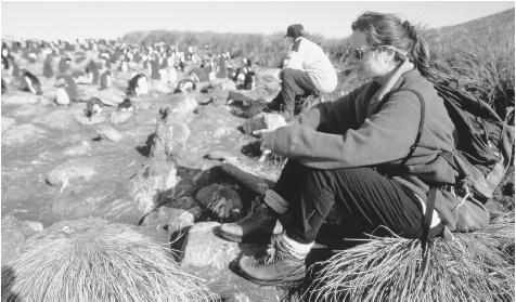 Visitors watch a colony of rockhopping penguins. The Falklands ecosystem includes a wide range of wildlife, including penguins, sea lions, and elephant seals.