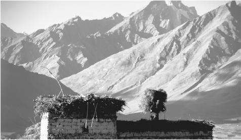 A farmer leans under the burden of a harvest as it is carried to the top of a building in Zanskar Valley, Ladakh.