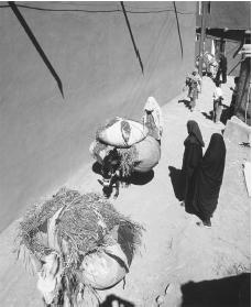 Donkeys carry grass loads past typical mud-brick buildings in a small Iranian village.