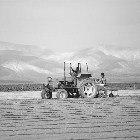 Making the desert bloom in the arid Jordan Valley, kibbutz members prepare the ground for planting winter crops.