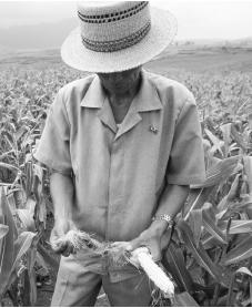 A farmer assesses crop damage caused by flooding in North Korea. Severe food shortages have occurred in recent years.