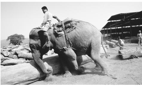 An elephant pulls teak and rosewood logs at the Pak Lay Sawmill. Logging is a major state-run industry.