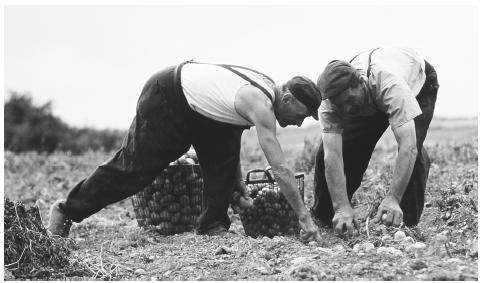 Two men harvest potatoes on a farm. Luxembourgers place a high value on owning property and protecting property rights.