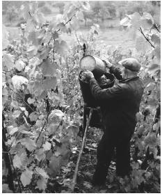 Harvesters pick wine grapes in a vineyard in Wellenstein.