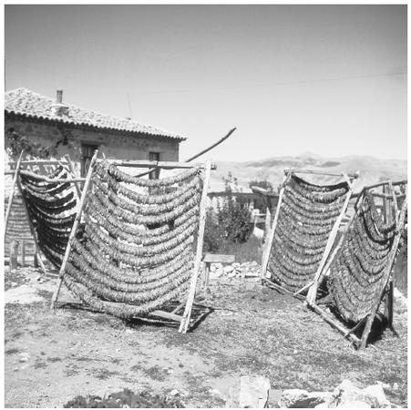 Drying tobacco in a Macedonian village. Although the nation is now industrialized, tobacco continues to be a major cash crop in Macedonia.