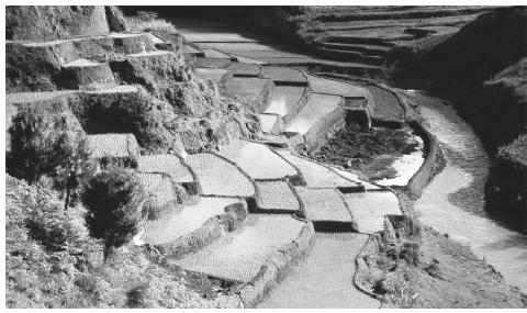 Rice terraces line a river in central Madagascar. In addition to being an important food source, rice is Madagascar's greatest export.