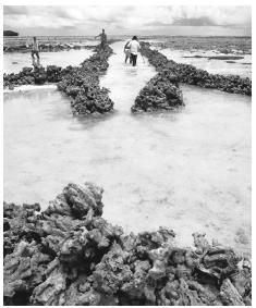 Men checking a fish trap in Majuro, Ratak. Outer Island citizens still rely heavily on indigenious foods like fish.