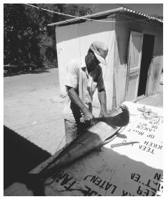 A man cutting a wahoo. Curaçao, Netherlands Antilles.