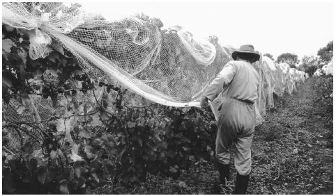 A worker removes bird protection nets from wine grapes in a vineyard. New Zealand's Mediterranean climate is conducive to wine producing.