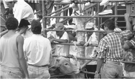 Men surround a bull and spectators watch from behind a fence on the Plaza Colonial as they prepare for a bullfight.