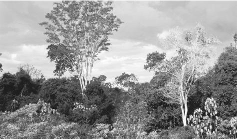 A sub-tropical rainforest in the Mbaracayu Reserve. Only about one-third of Paraguay consists of rainforest; the other two-thirds are semiarid and infertile.