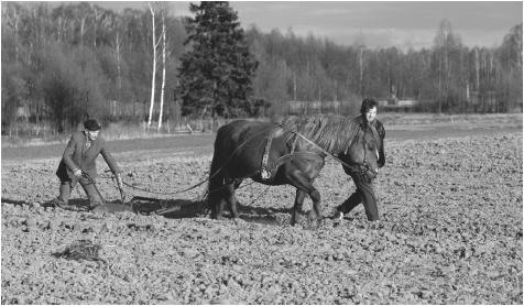 Polish farms tend to be small and inefficient; they produce only 5 percent of the nation's gross domestic product.