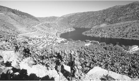 Vineyards above the upper Douro River. This region produces port, a major export.