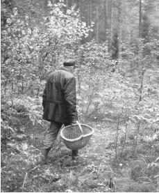 A man is gathering mushrooms in Saint Petersburg. About 80 percent of vegetables consumed are grown in private plots.