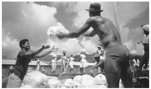 Men loading plastic-wrapped banana bunches onto a lighter for transfer to a freighter anchored in deeper water. Bananas are one of the major exports of Saint Vincent.