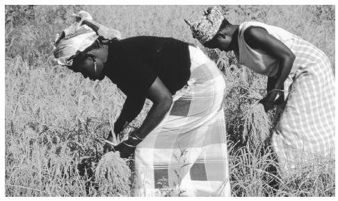 Women harvest rice from a field in the Casamance River region. The main Senegalese dish is chep-bu-jen and consists of rice with vegetables and a spicy sauce.