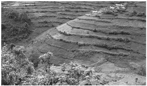 A farm with terraced fields near Kibale. Coffee, cotton, tea, and corn are among the most common agriculture exports.