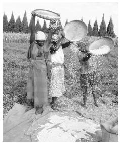 Farm workers winnow soya beans. Agriculture and forestry accounts for 14 percent of the GDP.