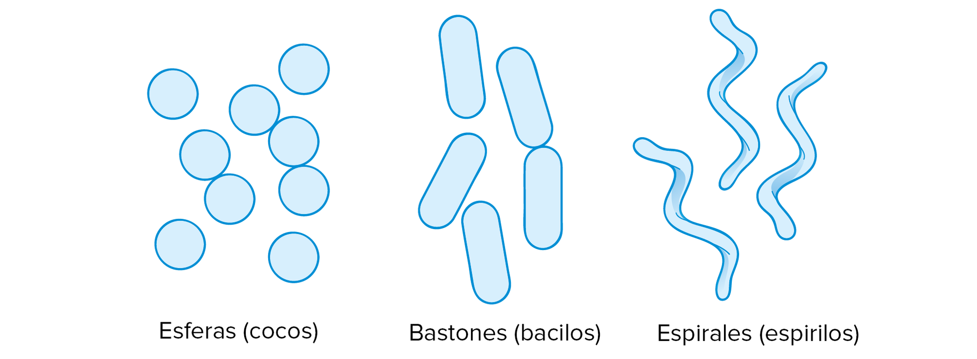 Las células procariontes generalmente tienen forma de esferas (llamadas cocos), bastones (llamadas bacilos) o espirales (llamadas espirilos).