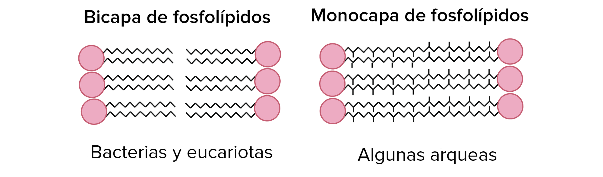 La membrana plasmática de las células bacterianas y eucariontes (y de algunas arqueas) está compuesta por una bicapa de fosfolípidos. Las colas de los fosfolípidos opuestos permanecen separadas, formando dos capas. 
La membrana plasmática de algunas arqueas está compuesta de una monocapa de fosfolípidos. Las colas de los fosfolípidos opuestos se unen, formando una sola capa.