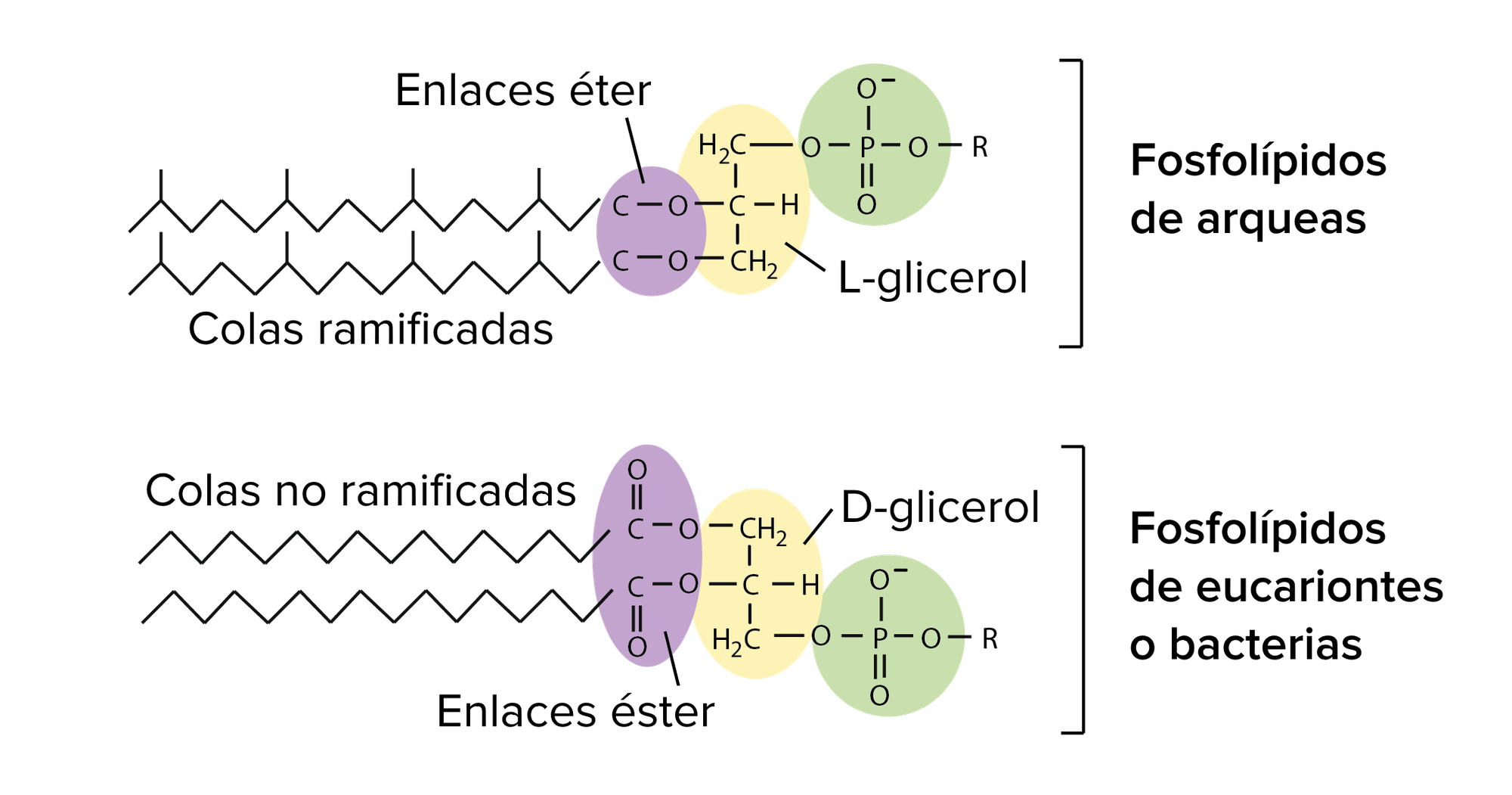 Las membranas plasmáticas de las arqueas tienen varias diferencias con respecto a las bacterias (y los eucariontes). Primero, mientras que las bacterias y los eucariontes tienen colas de ácidos grasos, las arqueas tienen colas isoprenoides. En segundo lugar, la molécula de glicerol de las bacterias y los eucariontes se une a las colas de ácidos grasos a través de un enlace éter. En arqueas, está unido a colas isoprenoides a través de un enlace éster. En tercer lugar, la molécula de glicerol de las bacterias y las arqueas son imágenes especulares entre sí (enantiómeros). La archaea tiene L-glicerol, y las bacterias y eucariontes tienen D-glicerol.