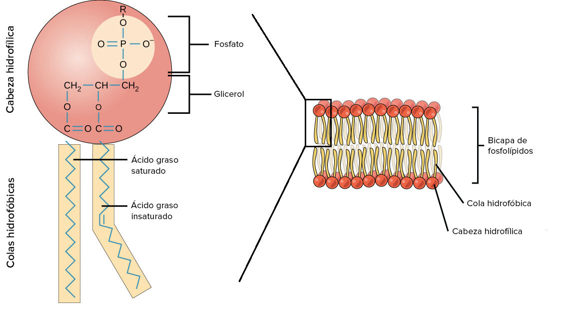 Estructura de un fosfolípido que muestra las colas hidrofóbicas de ácidos grasos y la cabeza hidrofílica (que incluye los enlaces éster, el esqueleto de glicerol, el grupo fosfato y el grupo R unido al grupo fosfato). También se muestra una membrana bicapa constituida por fosfolípidos dispuestos en dos capas, con sus cabezas apuntando hacia fuera y sus colas hacia el centro.