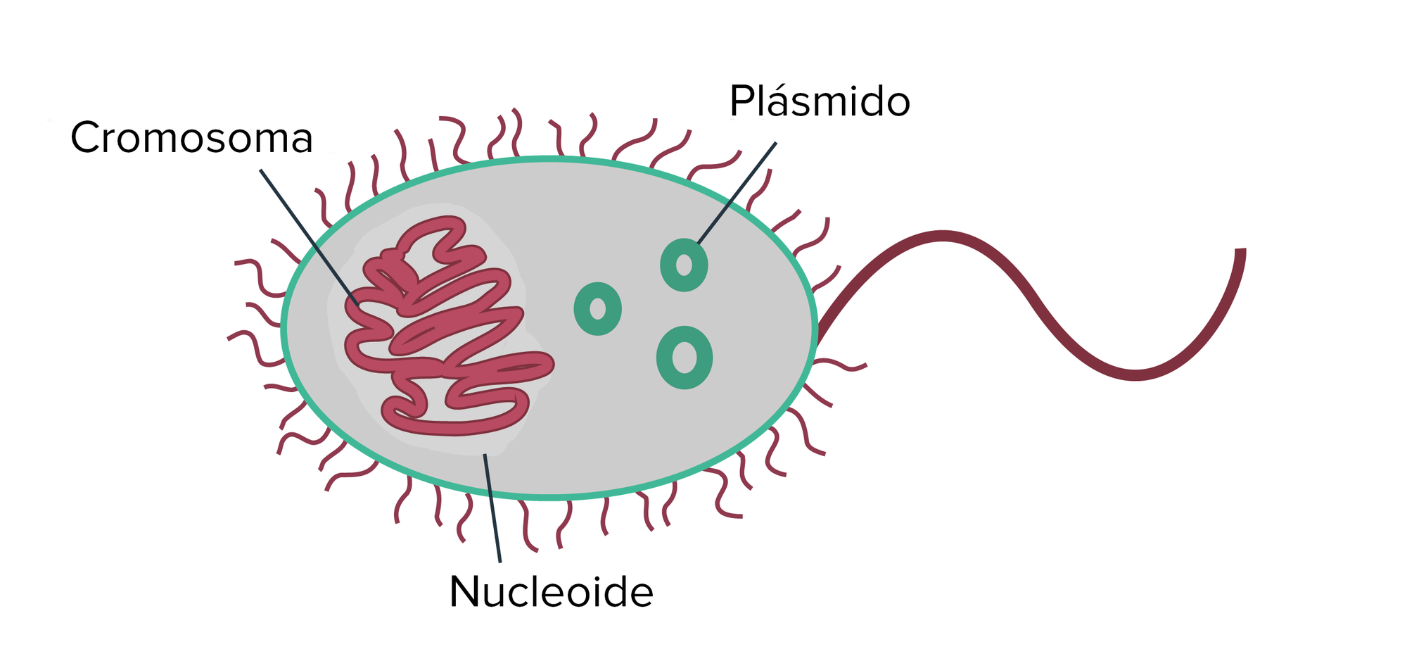 Los procariontes suelen tener un solo cromosoma circular que ocupa una región del citoplasma llamada nuecleoide. También pueden tener pequeños anillos de ADN extracromosómico de doble cadena conocidos como plásmidos. 