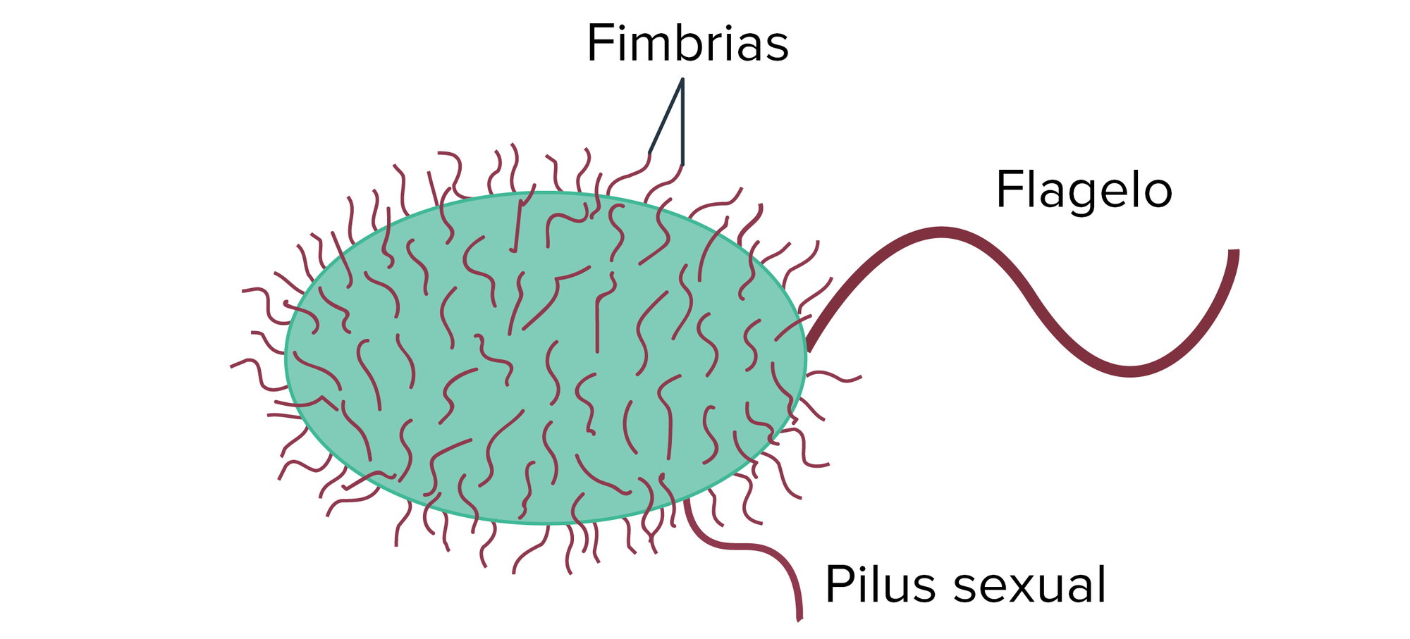 Las bacterias pueden tener varios tipos de estructuras superficiales. Entre ellas están las fimbrias, protuberancias cortas que se encuentran en toda la superficie de la bacteria; el flagelo, ubicado en la parte posterior de la bacteria y que sirve para la locomoción; y el pilus sexual, que se usa para unirse a otra bacteria e intercambiar material genético.