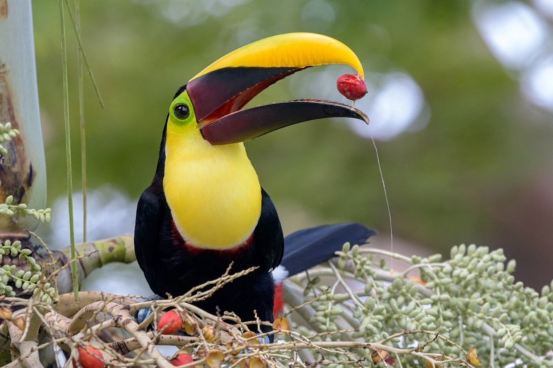 30 Little know & Interesting facts about Toucans bird! The Light Novel