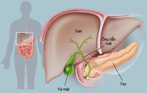 Xét nghiệm chức năng gan