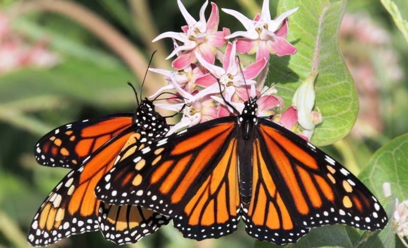 30 Fascinating and beautiful facts about Butterflies