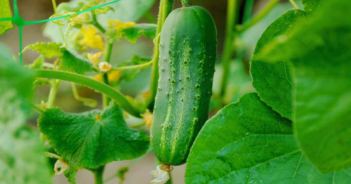 Most Random Facts About Cucumbers!!!