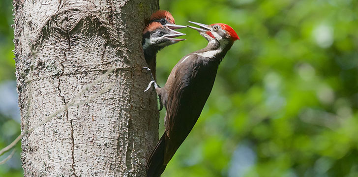 Woodpeckers peck wood to find their food.