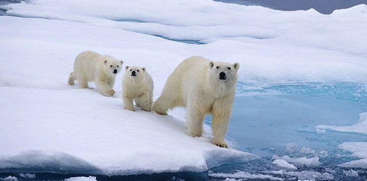 Polar Bears