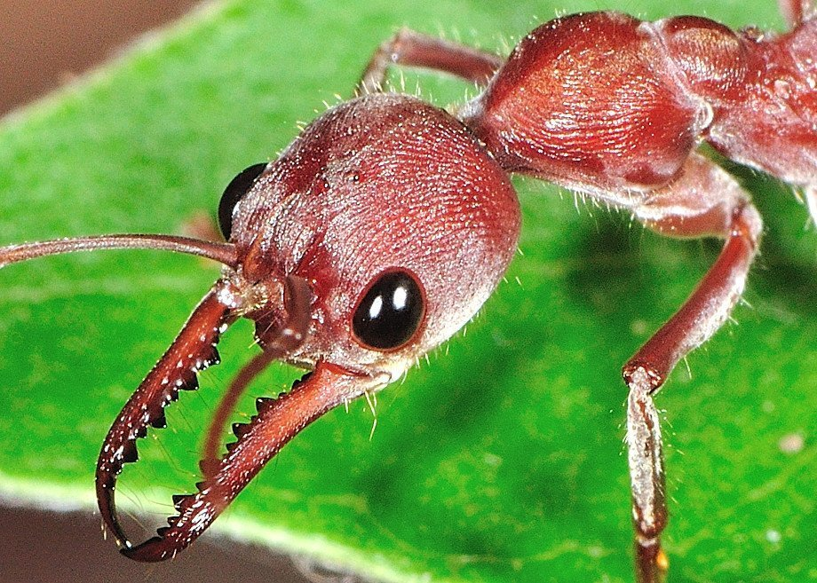 5 Most Incredible Facts About Bulldog Ants