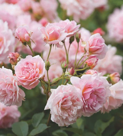 Roses: What Color and How Many Should You Give?