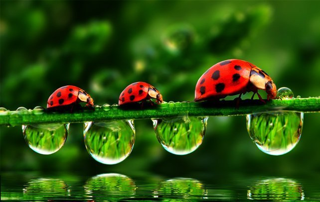 Top Cool Facts About Ladybugs