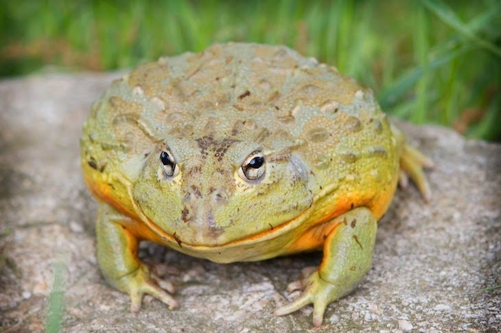 20 Crazy Facts About Goliath Frogs – The World’s Largest Frog