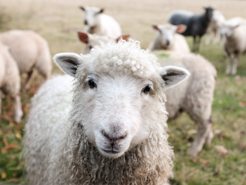 20 Super Cool Facts about Sheep You Wouldn’t Bee-lieve